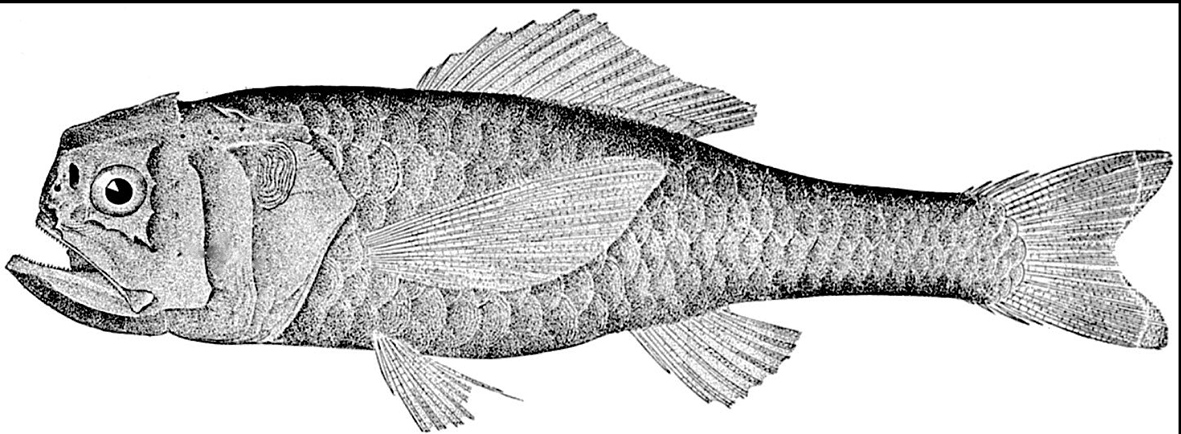 Melamphaes suborbitalis_01.jpg